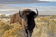 Photo: Antelope Island State Park